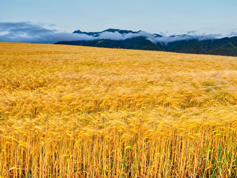 Barley Field.jpeg