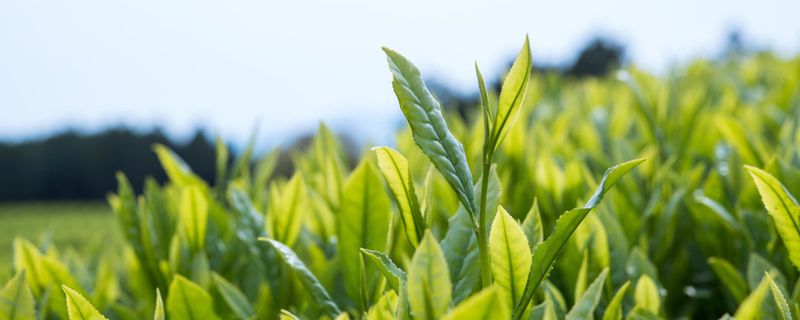 tea plantation.jpeg