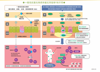 SPTM セプテム ビーソディン 60粒 ｜ ドコデモ