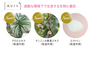 SPTM Septem Milas 三色口红 [替换装] SPF10 PA+ 3.7g *盒子单独出售
