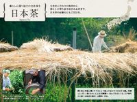 LUPICIA白桃煎茶 - 茶包 10个装