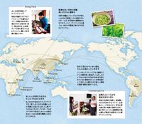 LUPICIA白桃煎茶 - 茶包 10个装