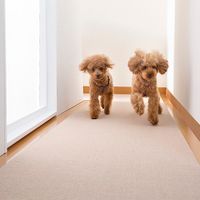 SANKO Floor Protection Mat for Pets, 60 x 240 cm, Beige (KM-59)