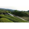 Organic 3-year-old Bancha tea bags 24P