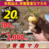 生玛卡 20 倍浓缩提取物 300 毫克 x 62 粒胶囊