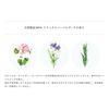 天然淨化潔面泡沫