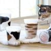 Aderia Coconeko Pair of Glasses Parent and Child Set Tiger Cat 230ml/300ml Gift Box 1 Set Ishizuka Glass