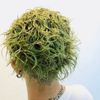 EMAJINY  變色髮蠟 Botanical Green S47 36g 【無香料】