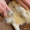 Green Bell Pet 精准毛发修剪器,适用于猫和所有狗,带保护套 PE-002