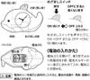 RHYTHM Audio Alarm Clock Wake Up Dolphin