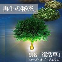 合併利華 Lux Biofusion 損傷防禦活力修復油 50ml