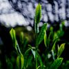 【高级】京都宇治抹茶30g ほんのしるし 夹链袋包装