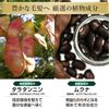 【限量特价】SUNA BIOSHOT 乌黑生发滋养精华 防脱发生发黑发保养头皮 100ml