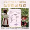 Rose Dress 62 capsules